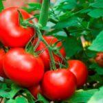 มะเขือเทศเทพนิยาย