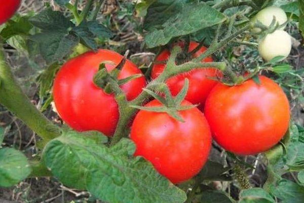 Cultiver des tomates