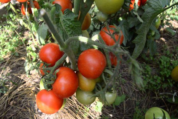 buisson de tomates