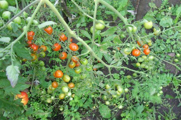 Tomates douces
