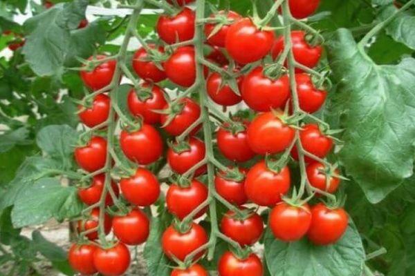 รายละเอียดของมะเขือเทศพันธุ์ Sweet Bunch บทวิจารณ์ และผลผลิตของพันธุ์นี้