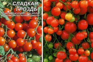 รายละเอียดของมะเขือเทศพันธุ์ Sweet Bunch บทวิจารณ์ และผลผลิตของพันธุ์นี้