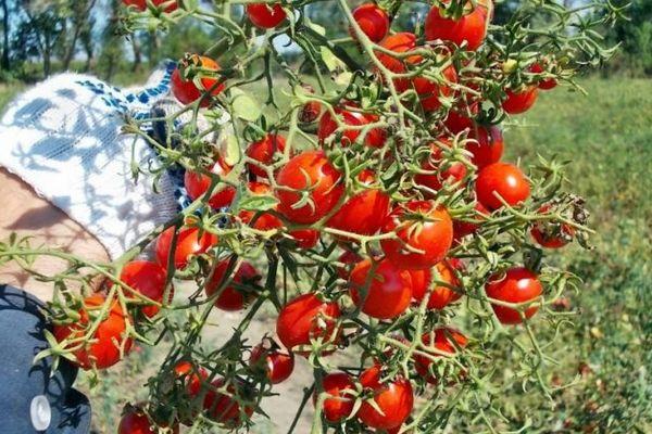 การพบปะอันแสนหวาน