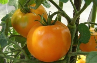 มะเขือเทศหวาน