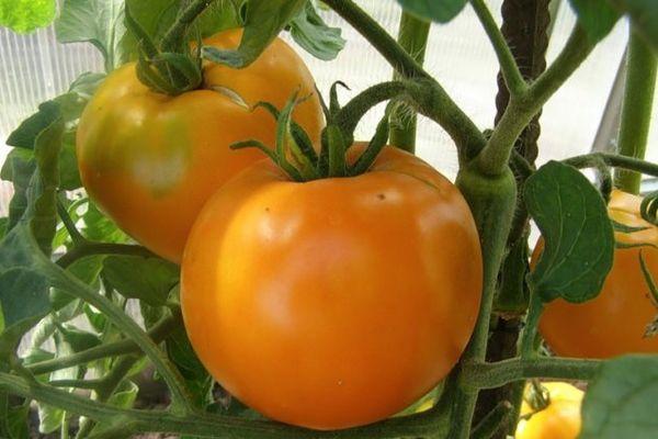 มะเขือเทศหวาน