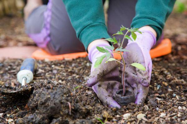 การปลูกมะเขือเทศ