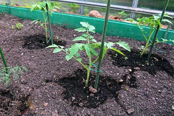 ถั่วงอกผูก