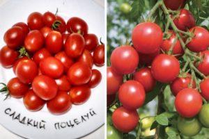 คำอธิบายเกี่ยวกับมะเขือเทศพันธุ์ Sweet Kiss การปลูกและการเจริญเติบโตของพันธุ์