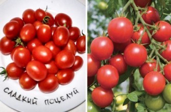 มะเขือเทศหวาน