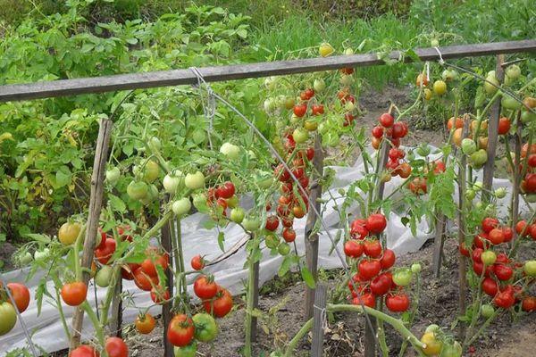 Cultiver des tomates