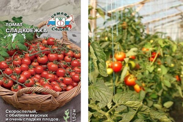 Cultiver des tomates