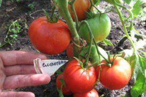 Description de la tomate Slastena, ses avantages et sa culture