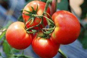 ลักษณะและลักษณะของมะเขือเทศพันธุ์ Slot กฎการปลูก