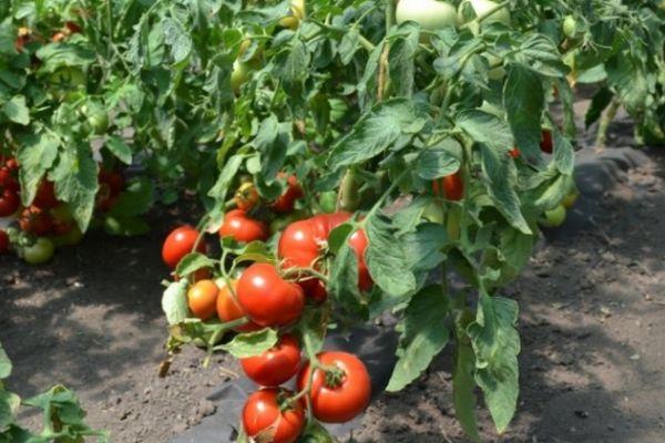 ต้นมะเขือเทศ