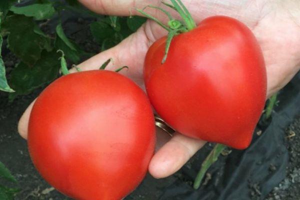 มะเขือเทศในมือ