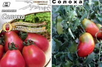 มะเขือเทศโซโลคา