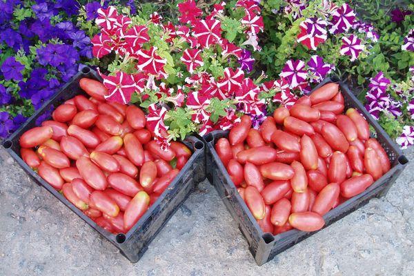 การเก็บเกี่ยวมะเขือเทศ