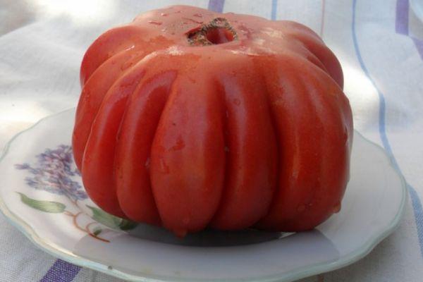 Tomate à gros fruits
