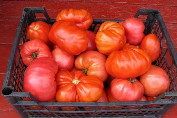 Une boîte de tomates