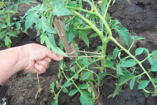 มะเขือเทศมัด