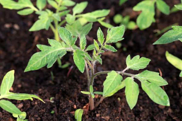 ถั่วงอกมะเขือเทศ