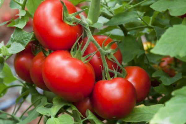 มะเขือเทศสุก