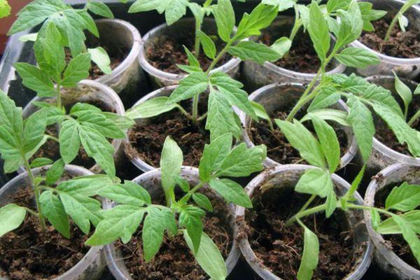 ถั่วงอกมะเขือเทศ