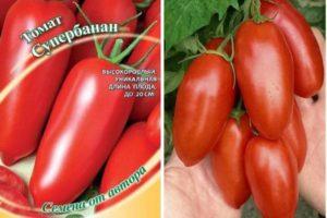 Description de la tomate Superbanana, techniques de culture et rendement