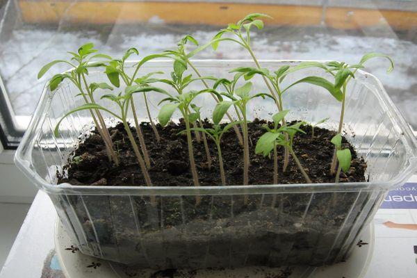 ต้นกล้ามะเขือเทศ