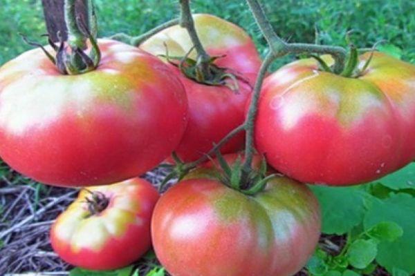 มะเขือเทศสุก