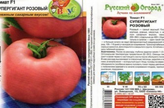 ลักษณะของมะเขือเทศ