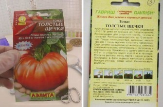 ลักษณะของมะเขือเทศ