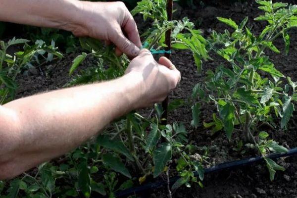Jarretière de tomate