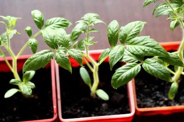 ถั่วงอกมะเขือเทศ