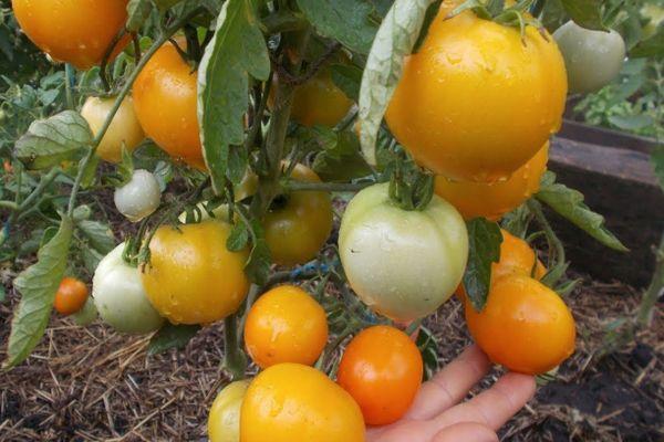 มะเขือเทศของซาร์