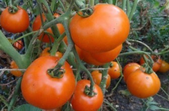 มะเขือเทศสีส้ม