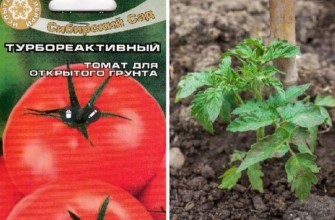 เมล็ดมะเขือเทศ