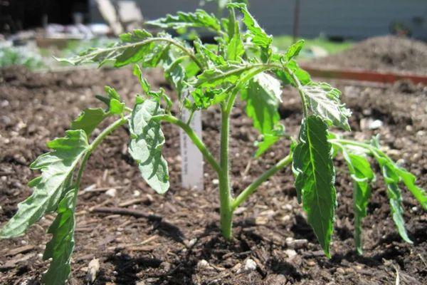 Description de la tomate Turbojet, recommandations de culture