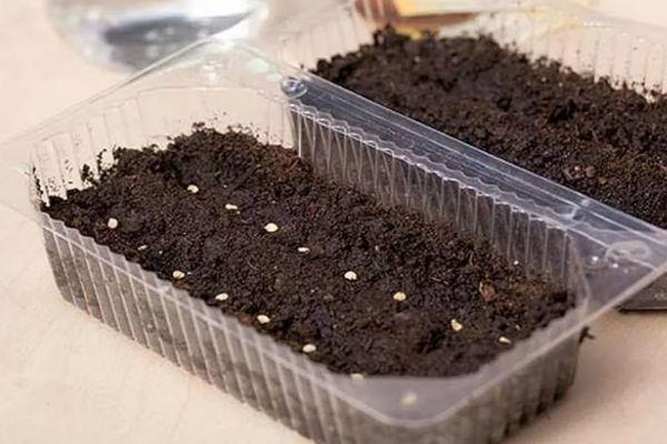 การปลูกเมล็ดพันธุ์