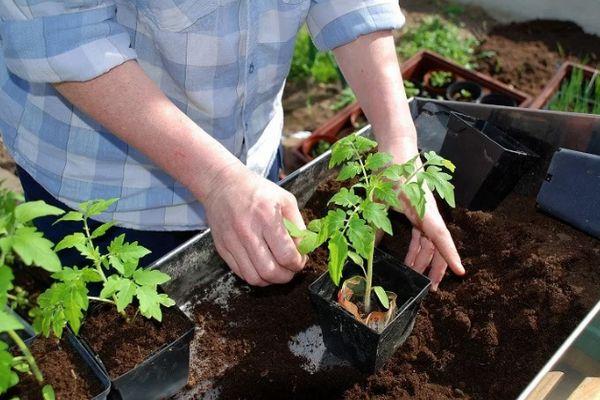 การปลูกมะเขือเทศ