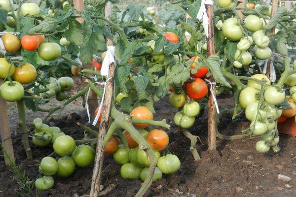 มะเขือเทศมัด