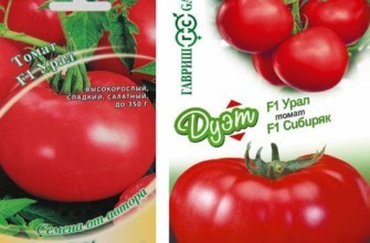 เมล็ดมะเขือเทศ