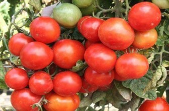 มะเขือเทศสุก