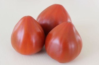 มะเขือเทศสามลูก