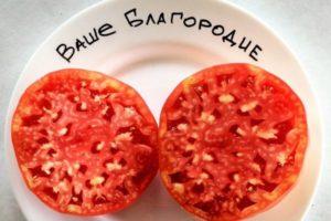 รายละเอียดของมะเขือเทศ "Your Nobility" ข้อดีและเทคนิคการปลูกของพันธุ์