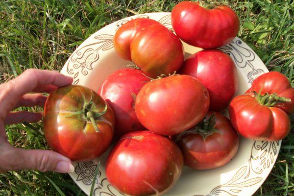 การเก็บเกี่ยวมะเขือเทศ