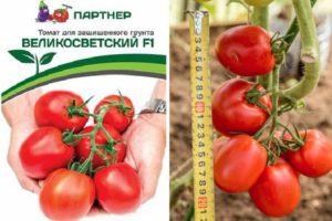 Description de la tomate Velikosvetsky, caractéristiques et culture