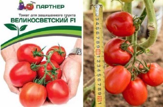 มะเขือเทศเวลิโคสเวตสกี้