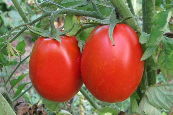 มะเขือเทศสองลูก