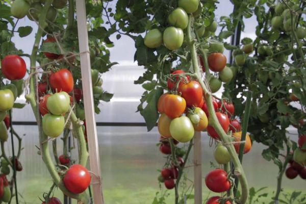 มะเขือเทศในเรือนกระจก